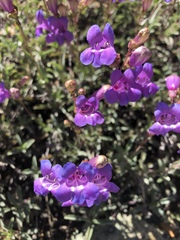 Penstemon azureus