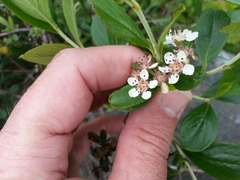 Photinia floribunda