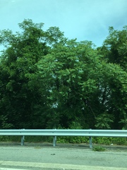 Ailanthus altissima
