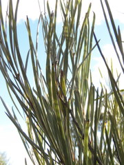 Hakea francisiana