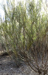 Hakea francisiana