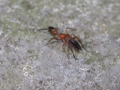 Myrmarachne formosana