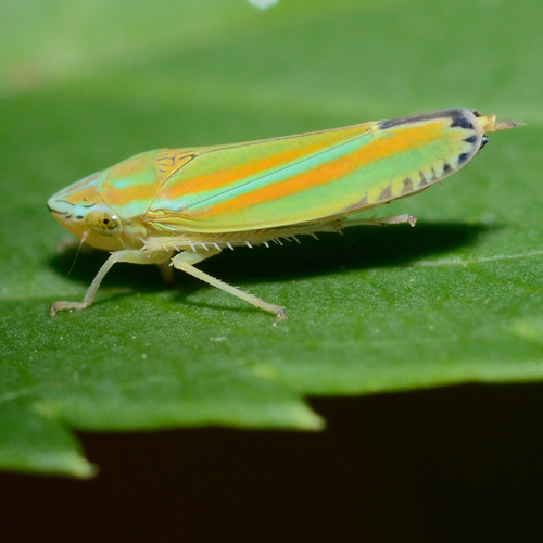 Versute Sharpshooter