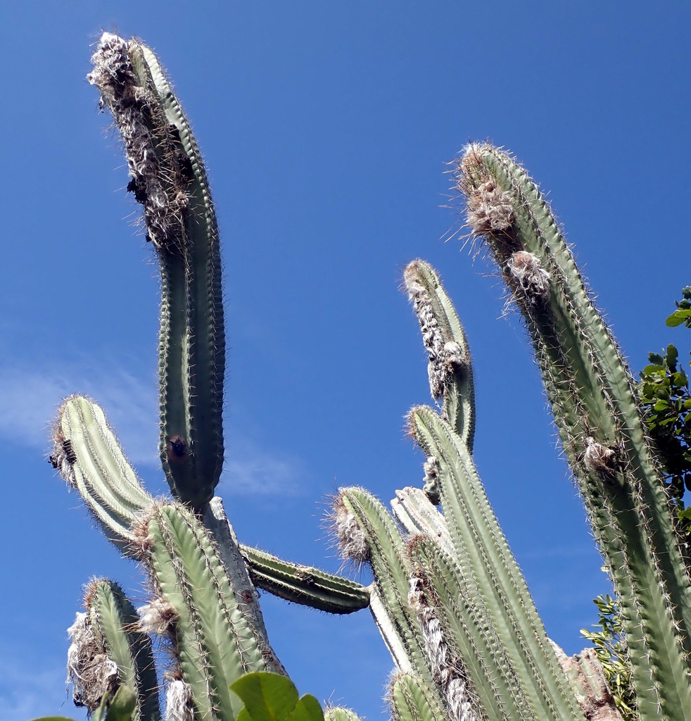 Greater Antillean Tree Cactus