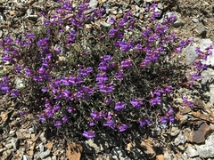 Penstemon azureus