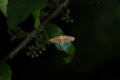 Cymoriza