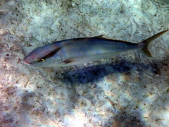 Seriola rivoliana