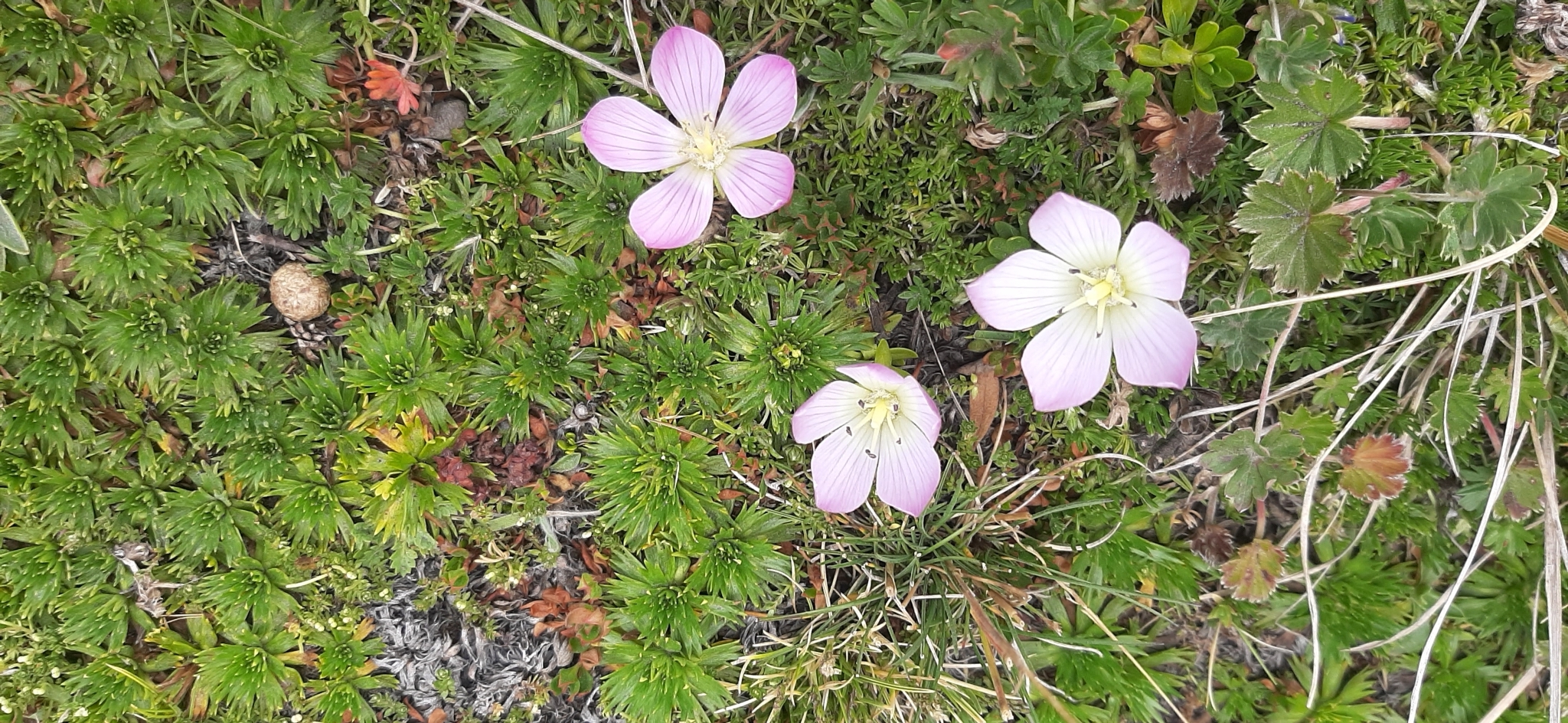 Gentianella cerastioides image