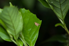 Neocalyptis