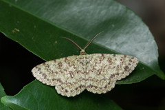 Ophthalmitis herbidaria