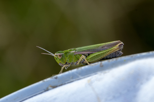 Common green grasshopper