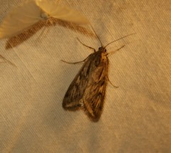 Loxostege cereralis