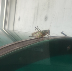 Gampsocleis sedakovii obscura