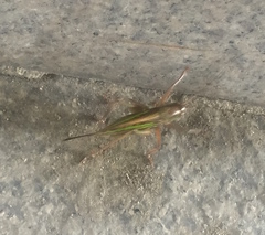 Gampsocleis sedakovii obscura