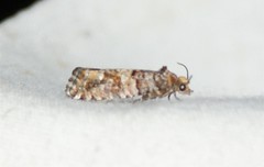 Eucopina tocullionana