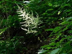 Astilbe biternata
