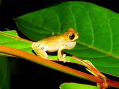Sarayacu Treefrog photo 2
