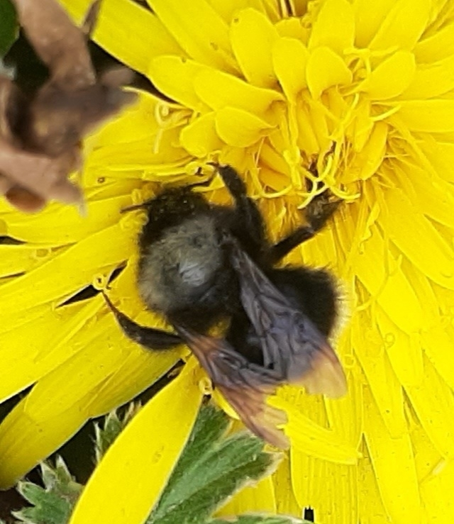 Bombus funebris image