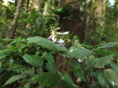 Sohmaea laxiflora