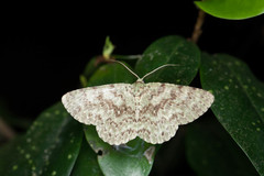 Ophthalmitis herbidaria
