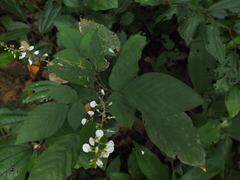 Sohmaea laxiflora