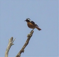 Phoenicurus moussieri