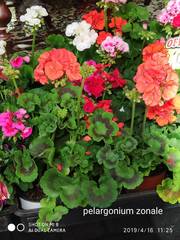 Pelargonium × hybridum