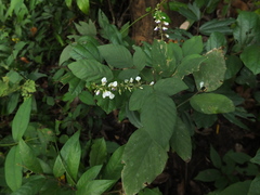 Sohmaea laxiflora