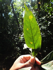 Actinodaphne malabarica