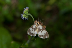Nyctemera carissima