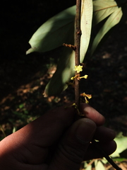Actinodaphne malabarica