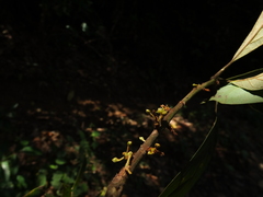 Actinodaphne malabarica