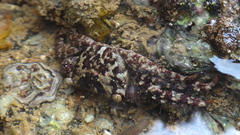 Pachygrapsus