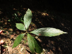 Actinodaphne malabarica