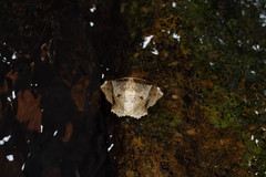 Krananda oliveomarginata