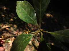 Actinodaphne malabarica