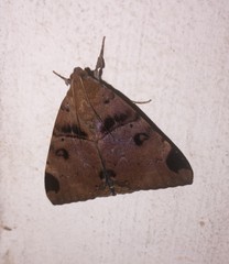 Achaea lienardi