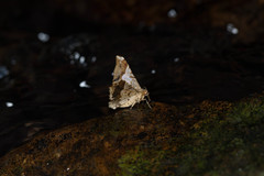 Krananda oliveomarginata