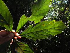 Actinodaphne malabarica