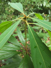 Actinodaphne malabarica
