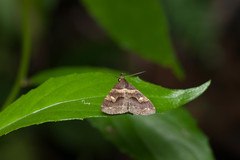 Bertula retracta