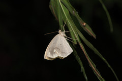 Pareumelea eugeniata