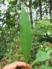Actinodaphne malabarica