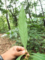 Actinodaphne malabarica