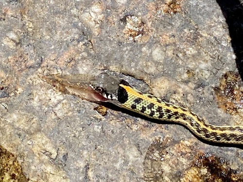 Mexican Garter Snake, Thamnophis eques