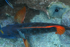 Lethrinus erythracanthus