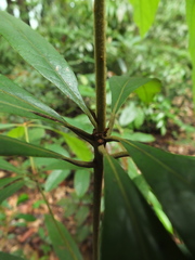 Actinodaphne malabarica