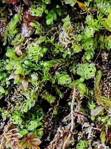 Untidy Earwort (Scapania cuspiduligera)