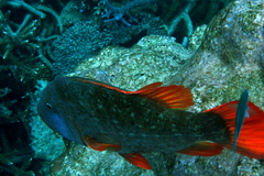 Lethrinus erythracanthus