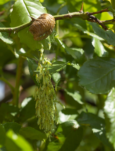 Transcaucasian Giant Mantis